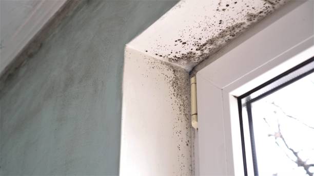 Best Fast Mold Removal  in Weatherby Lake, MO