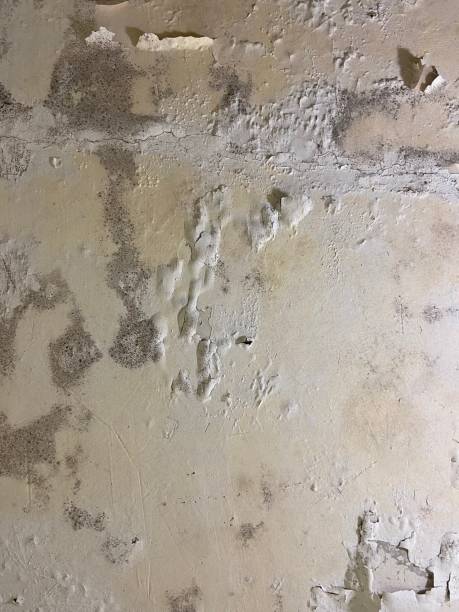 Weatherby Lake, MO Mold Removal Company