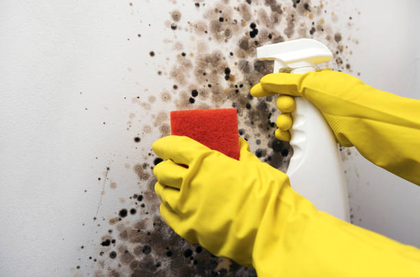 Best Same-Day Mold Removal  in Weatherby Lake, MO