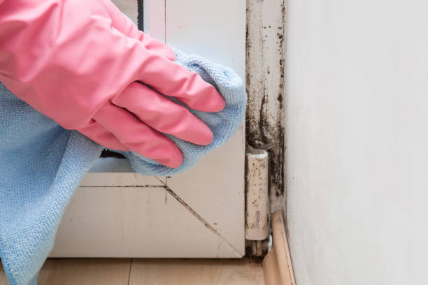 Best Attic Mold Removal  in Weatherby Lake, MO